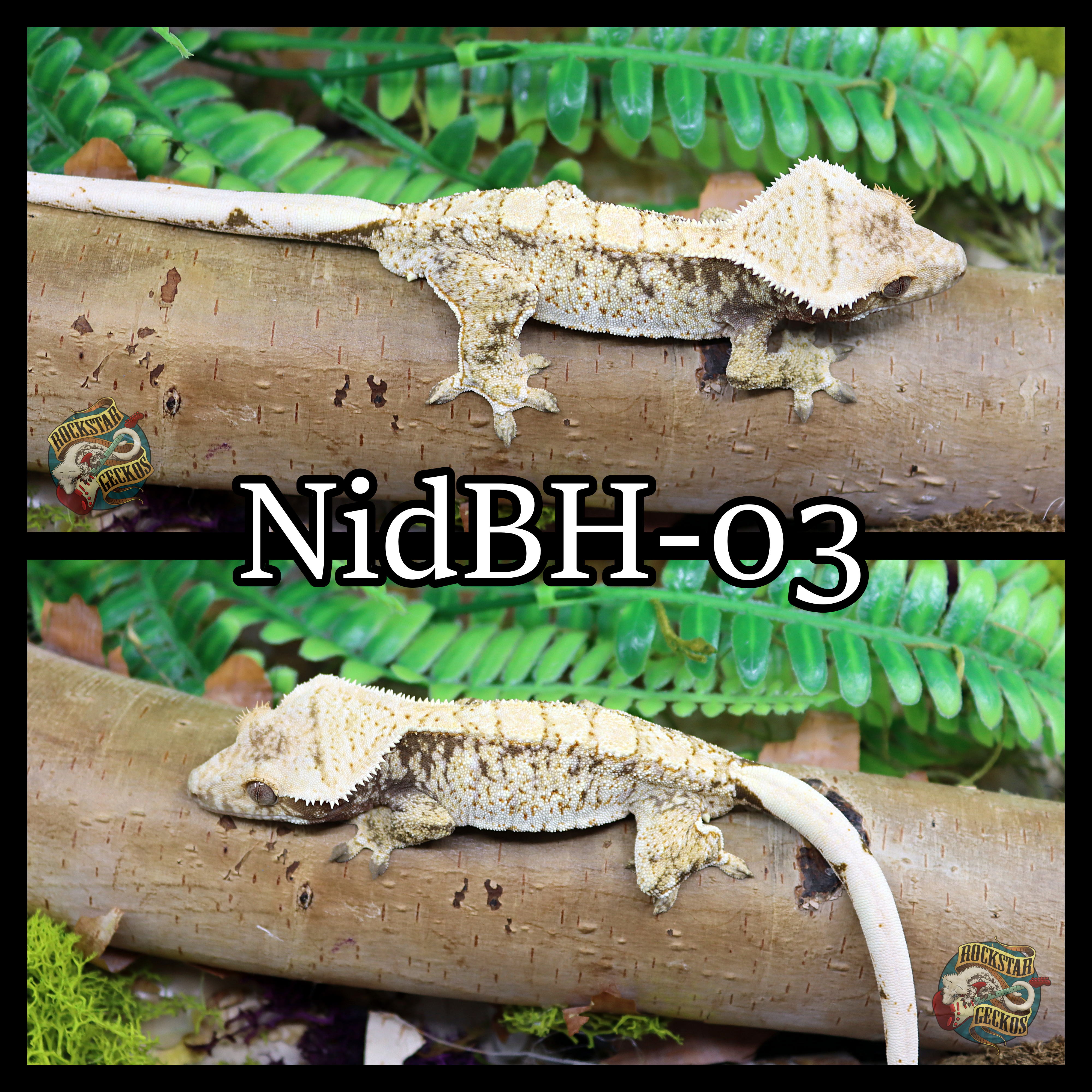 NidBH-03