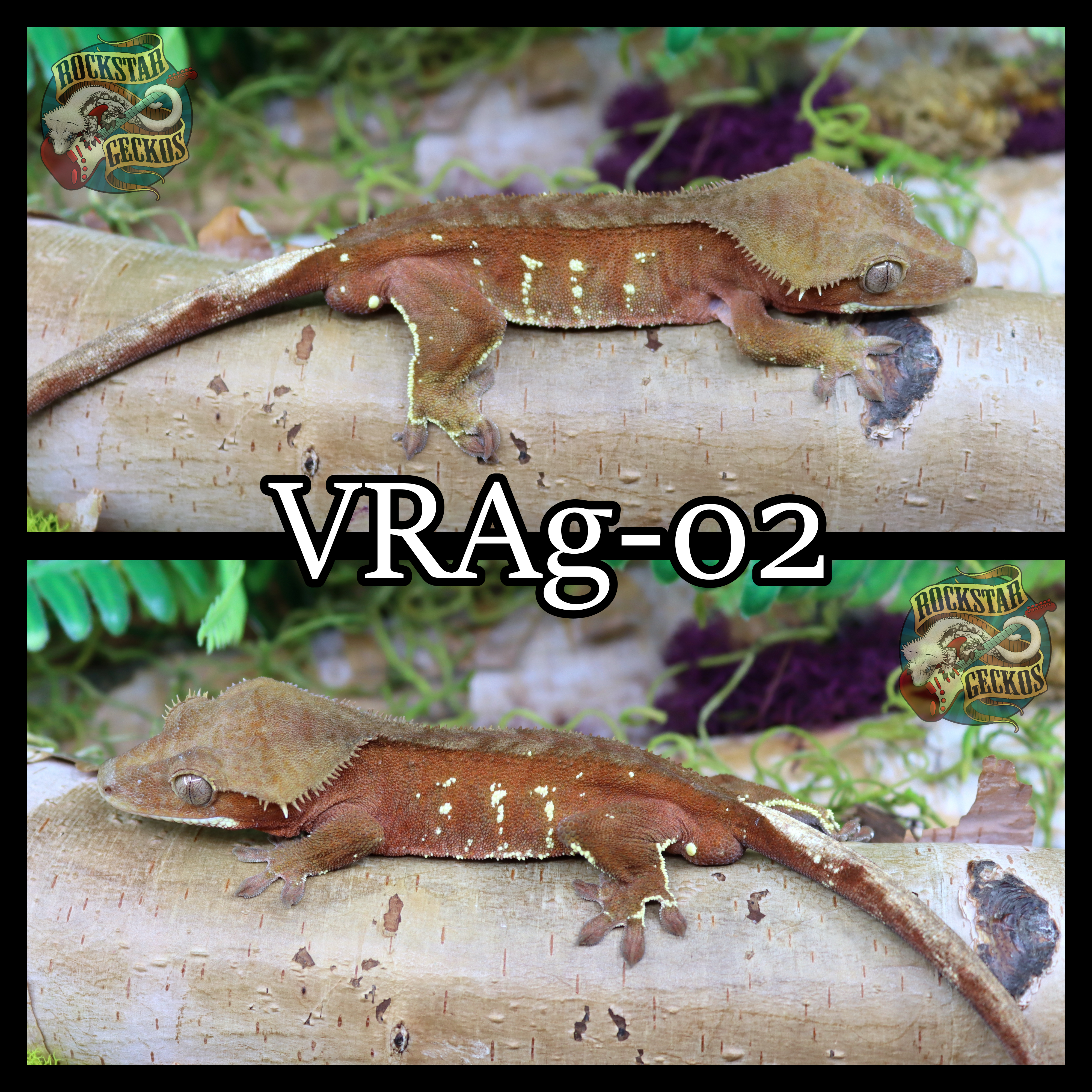 VRAg-02