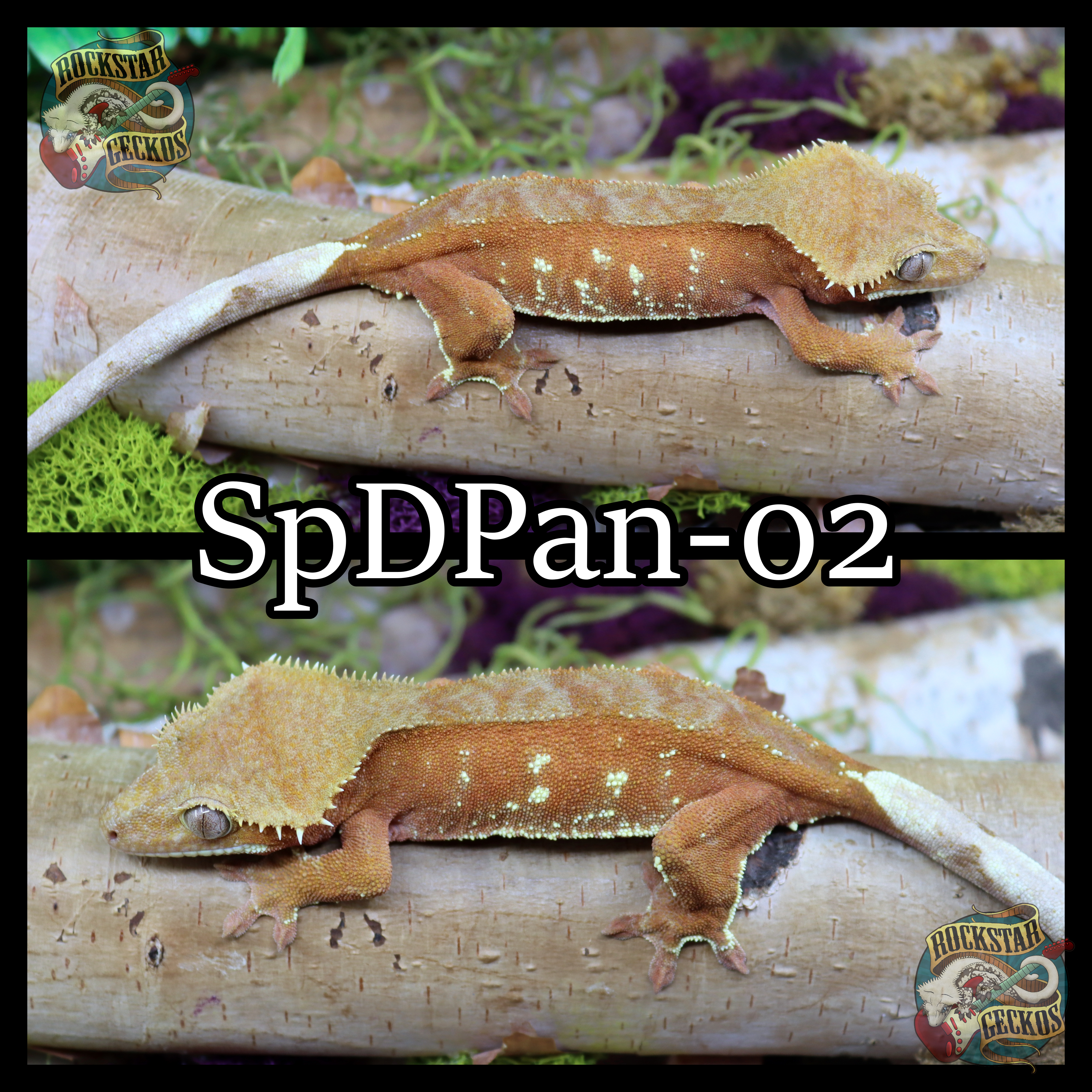 SpDPan-02