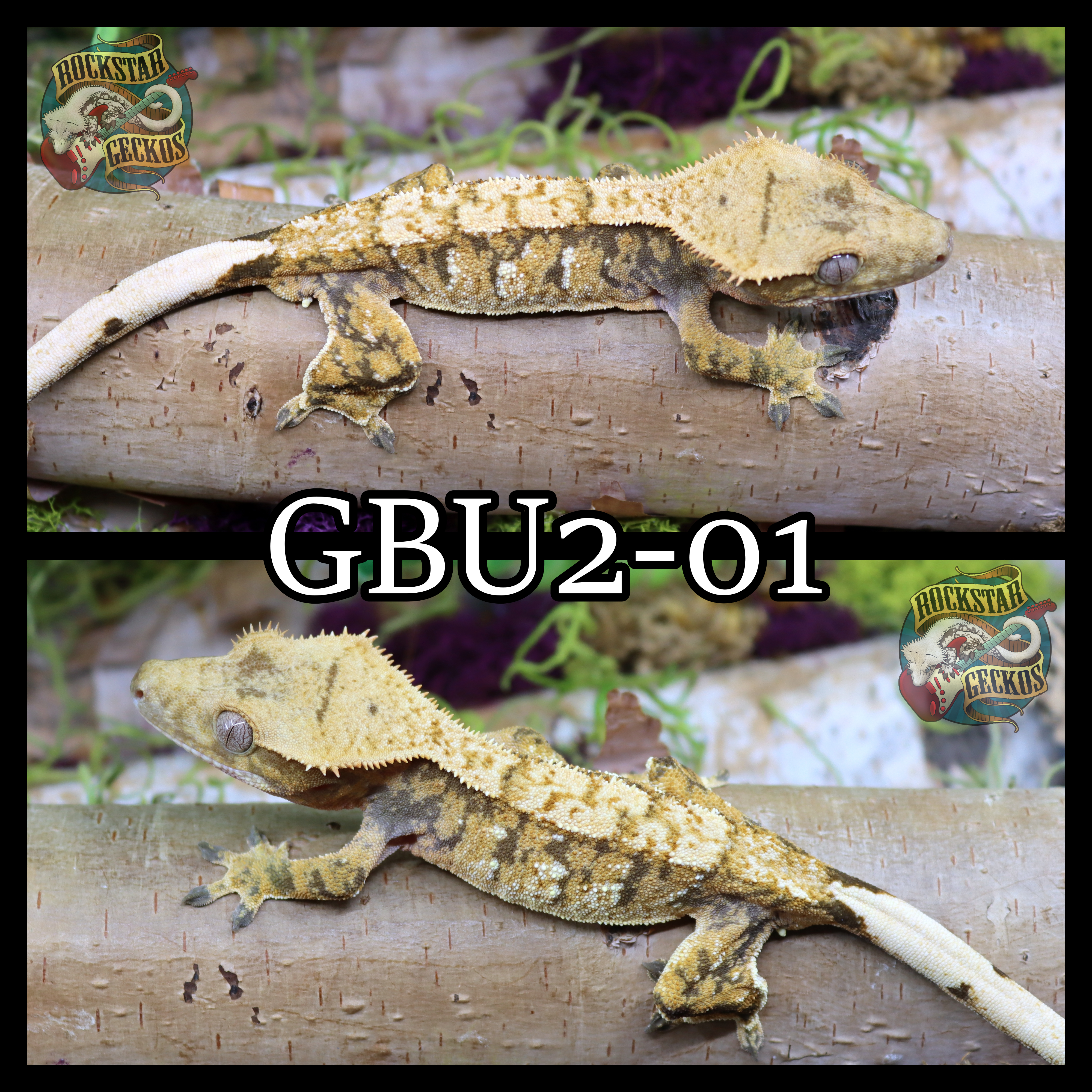 BGU2-01