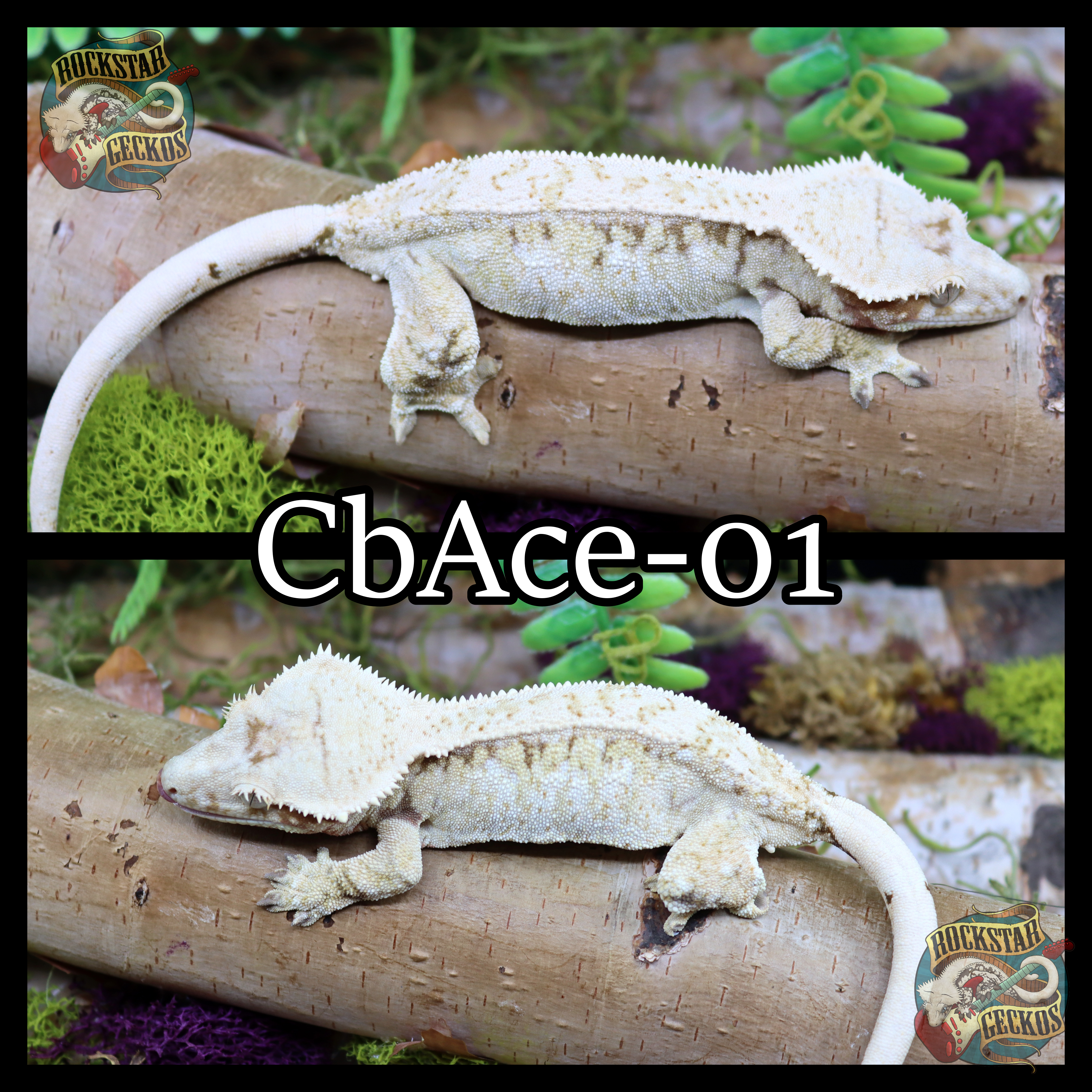 CbAce-01