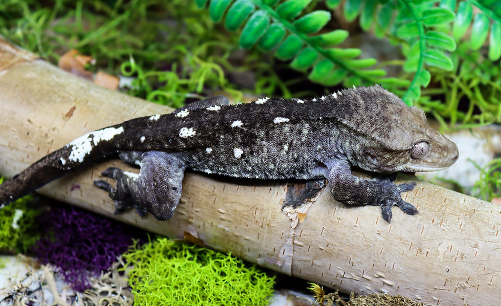 An axanthic gecko rests on a birch log in a lush terrarium with green and purple moss, eyes closed.