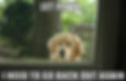 Eye-level view of a lazy dog lying on the grass next to a pile of poop