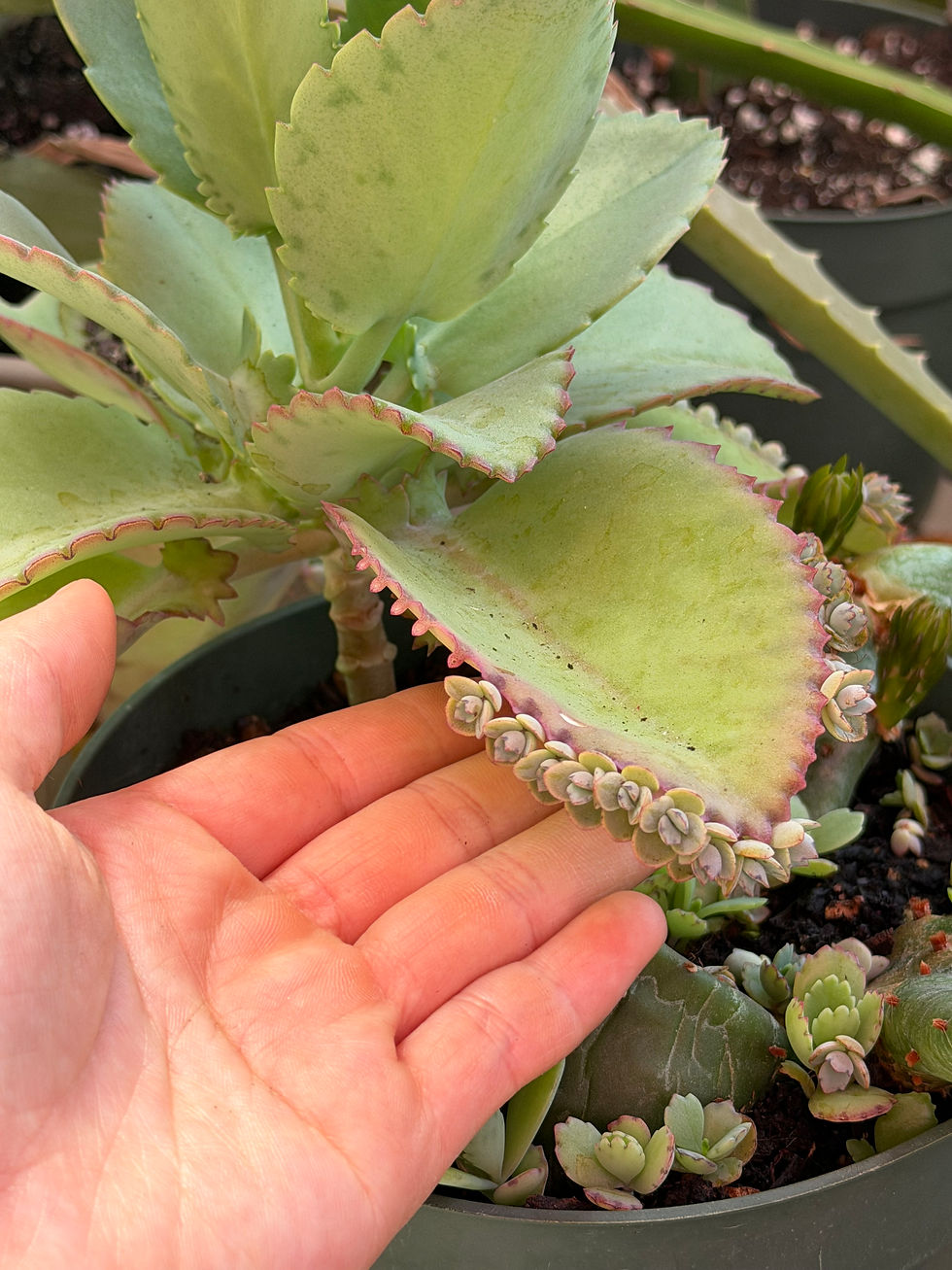 Thumbnail: Mother of Thousands Plant