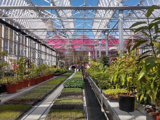 microgreens and tropical plants in a greenhouse with solar panels