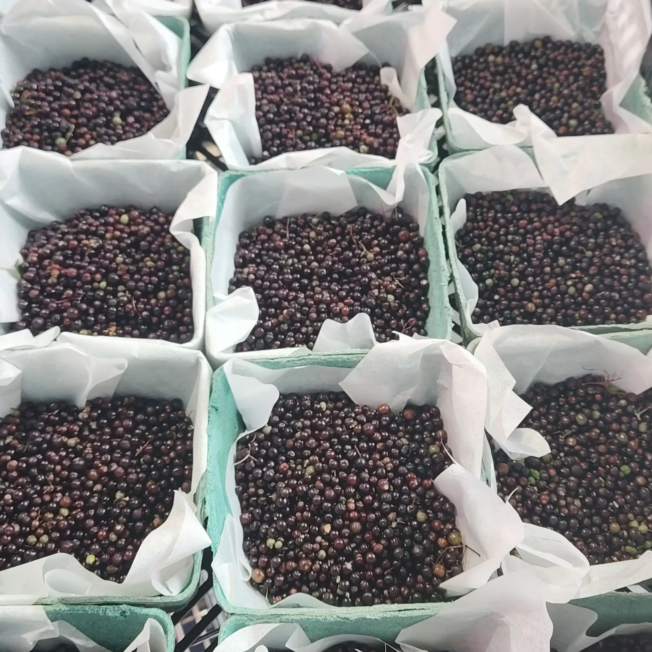 Elderberries (1 lb)