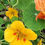 Thumbnail: Nasturtiums