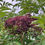 Thumbnail: Elderberries (1 lb)