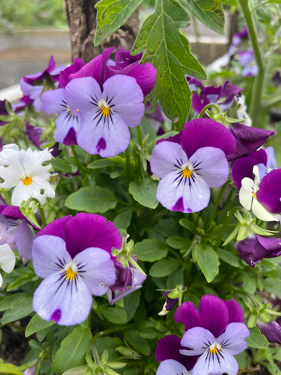 Thumbnail: Violas Flowers