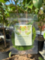 Thumbnail: Fresh Guanabana Leaf