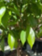 Thumbnail: Fresh Guanabana Leaf