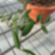 Fresh Olive Leaf