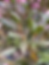 Thumbnail: Fresh Bay Leaves
