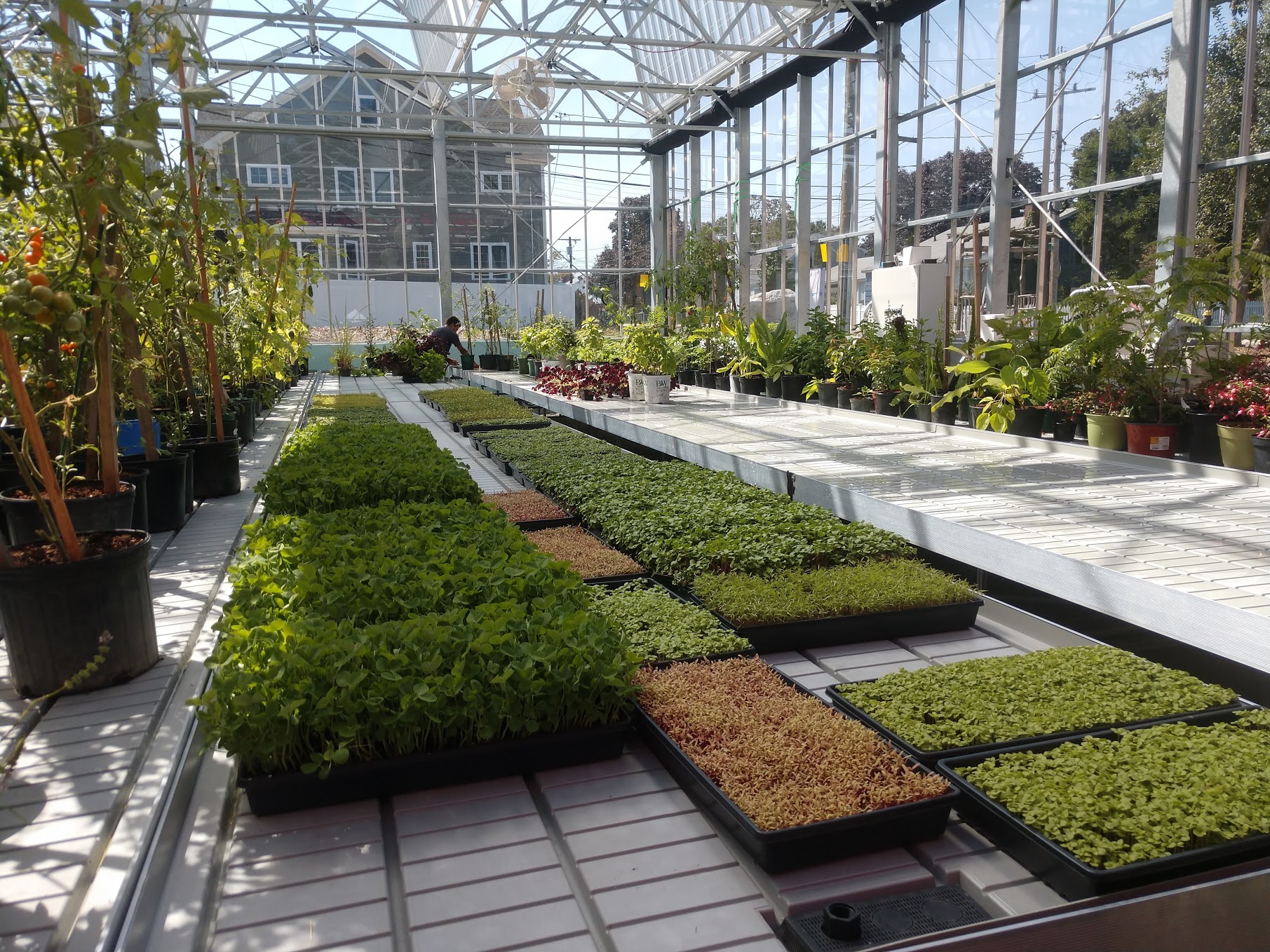 Hyde Park Greenhouse We Grow Microgreens,