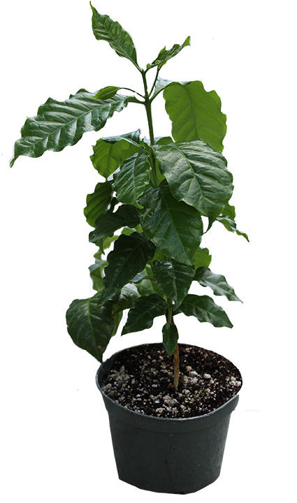Thumbnail: Coffee Plant (Coffea arabica)