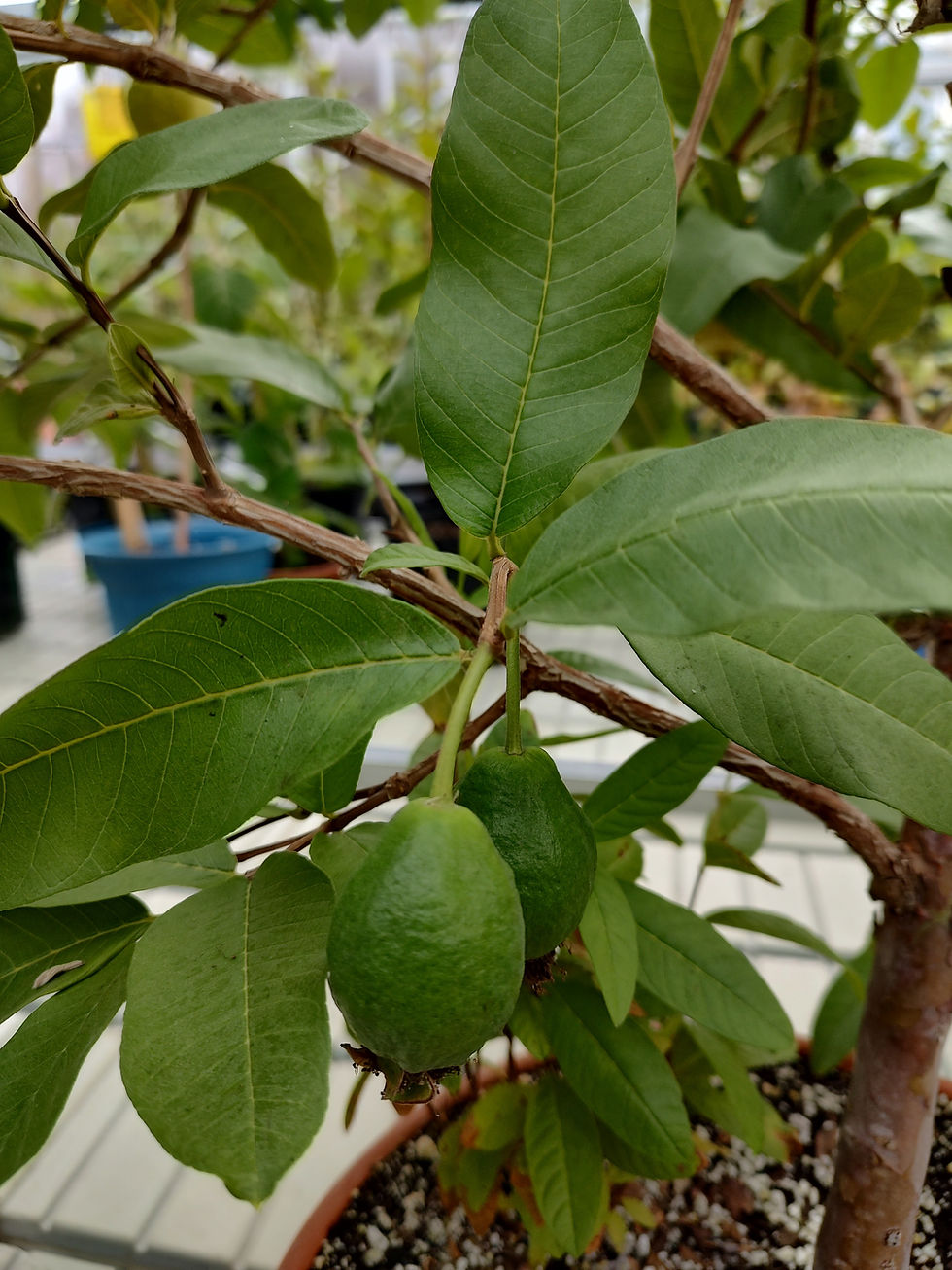 Thumbnail: Fresh Guava Leaf