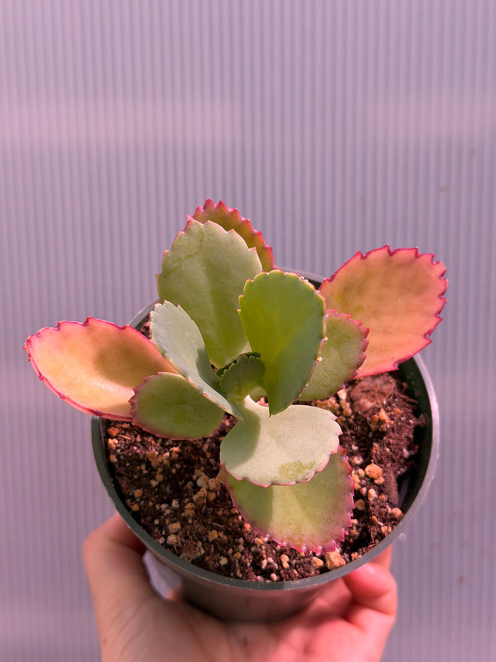 Thumbnail: Mother of Thousands Plant