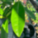 Thumbnail: Fresh Guanabana Leaf