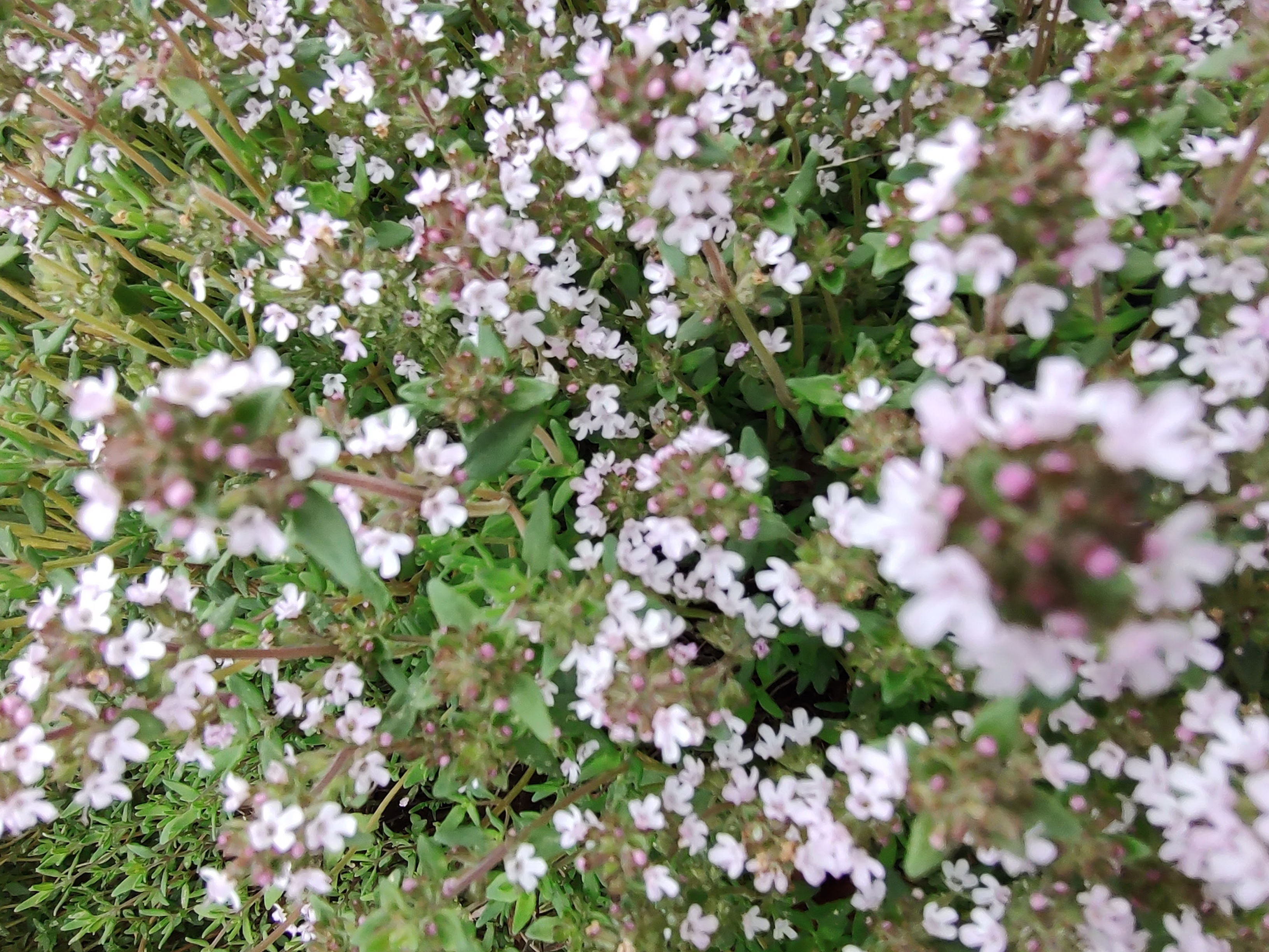Thyme Flower