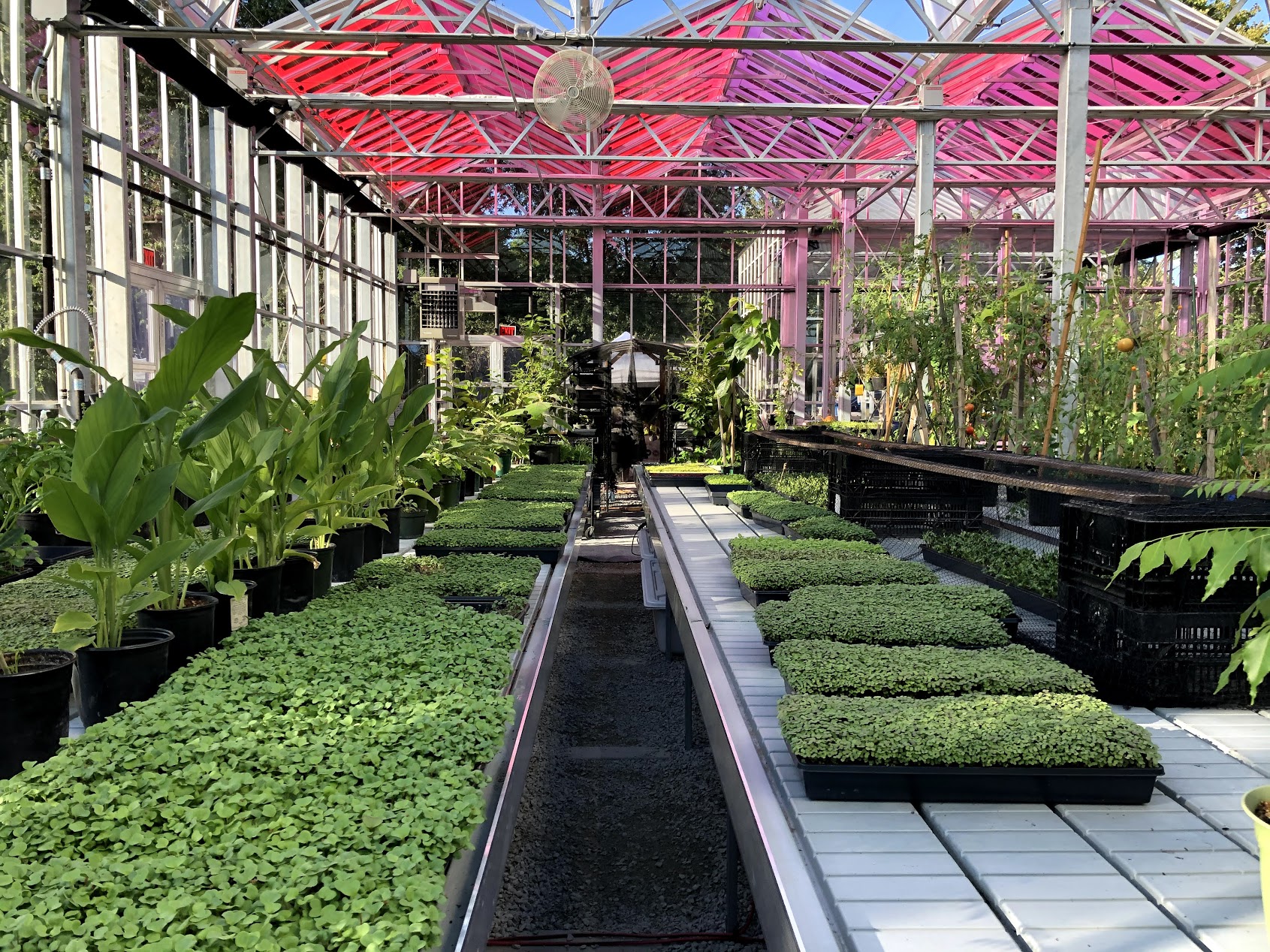 Hyde Park Greenhouse We Grow Microgreens,