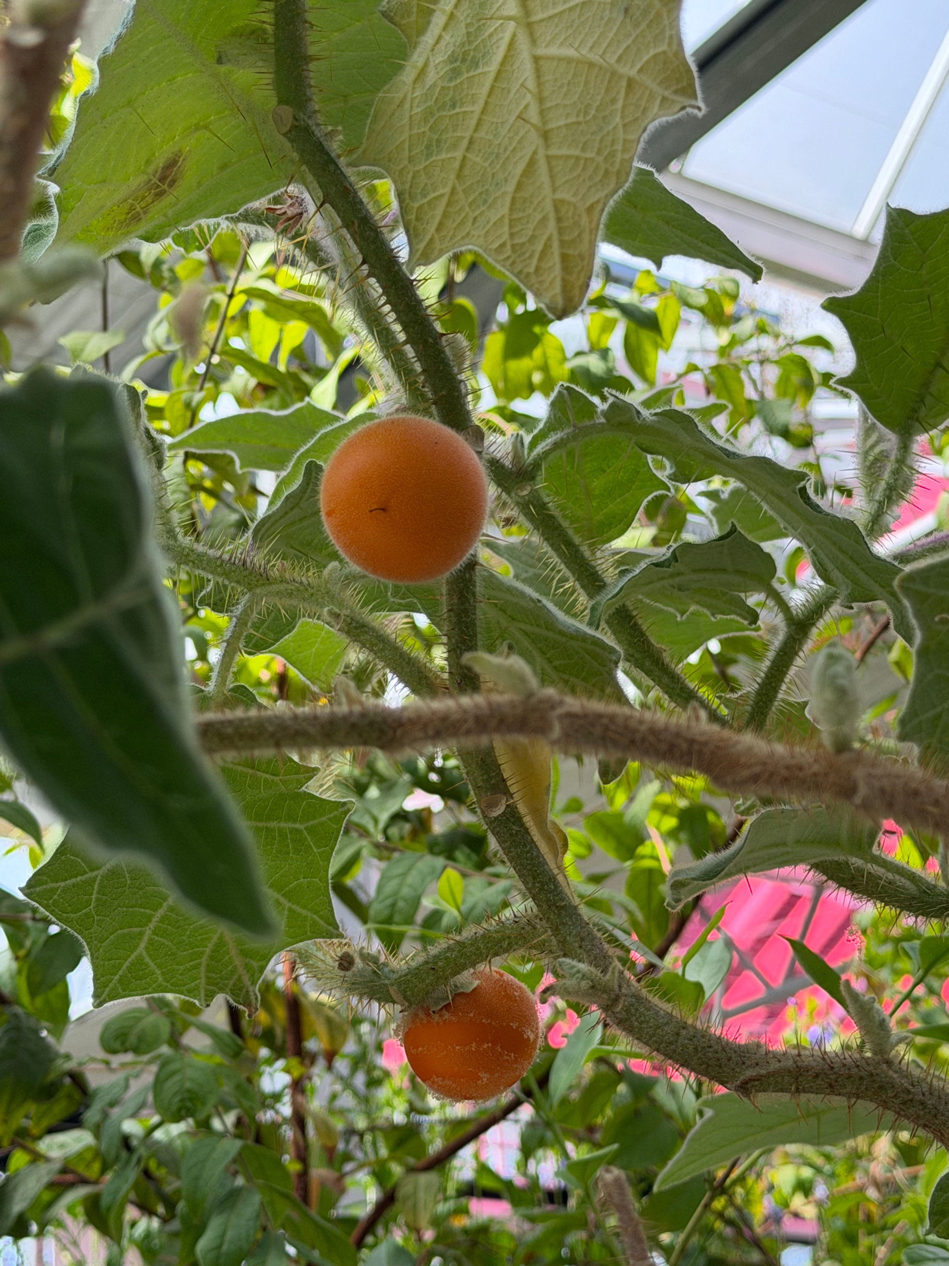 Lulo Plant
