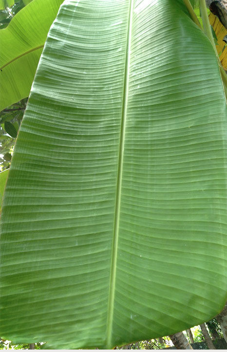 Banana Fresh Leaves