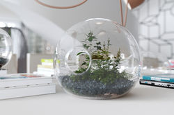 terrarium