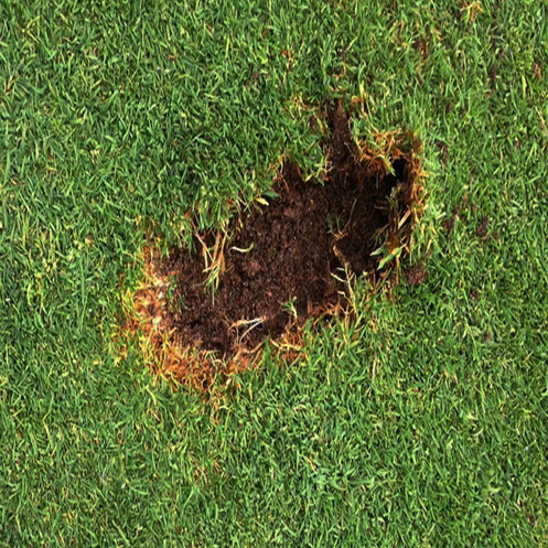 (Rye / Fescue) Grass Seed Mix