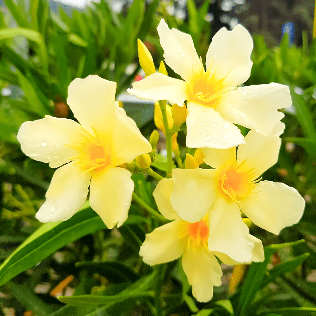 Олеандр обыкновенный "Джиалло Семплис" (Nerium oleander "Giallo Semplice")