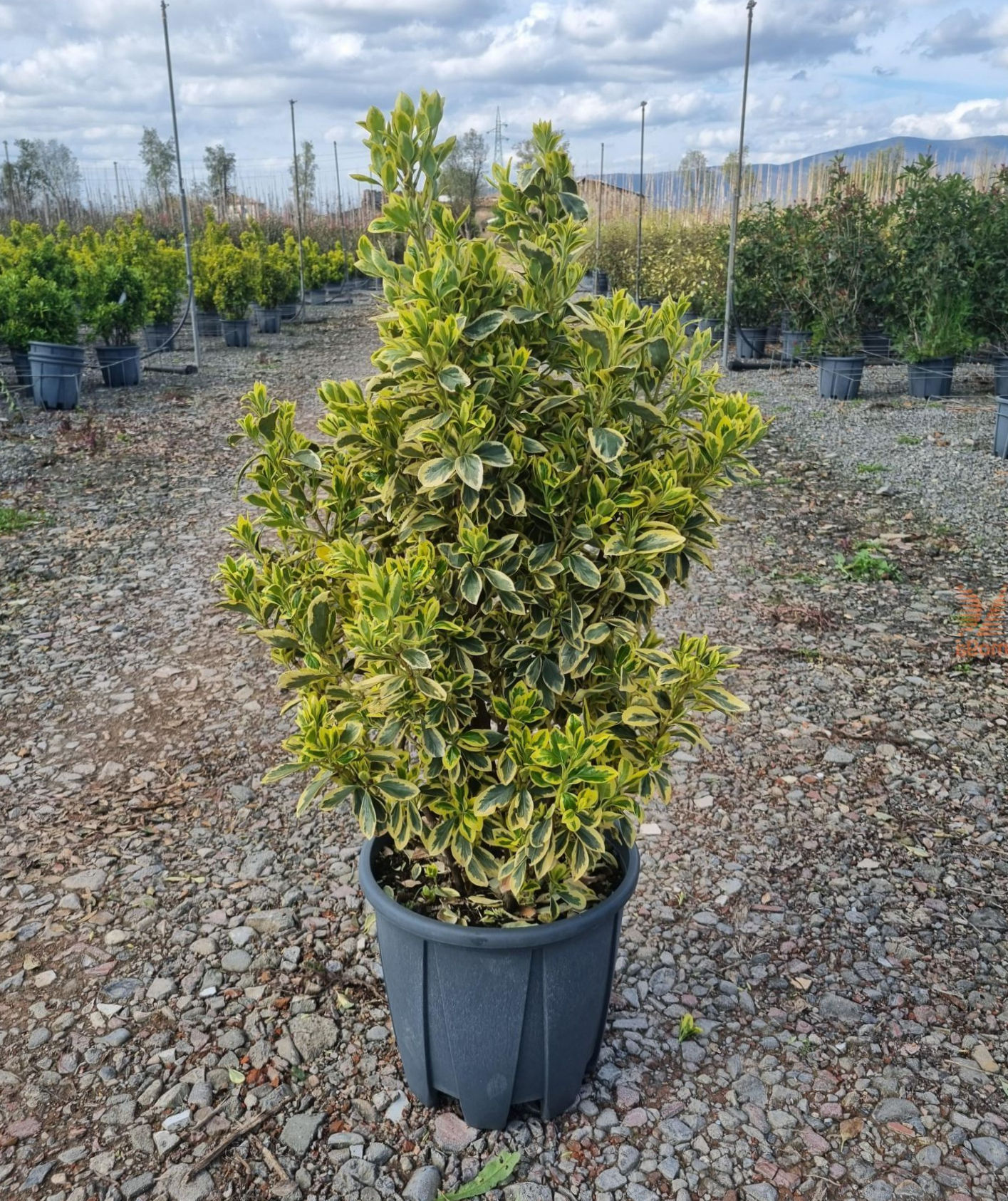 Бересклет японский "Браво" (Euonymus japonica "Bravo")