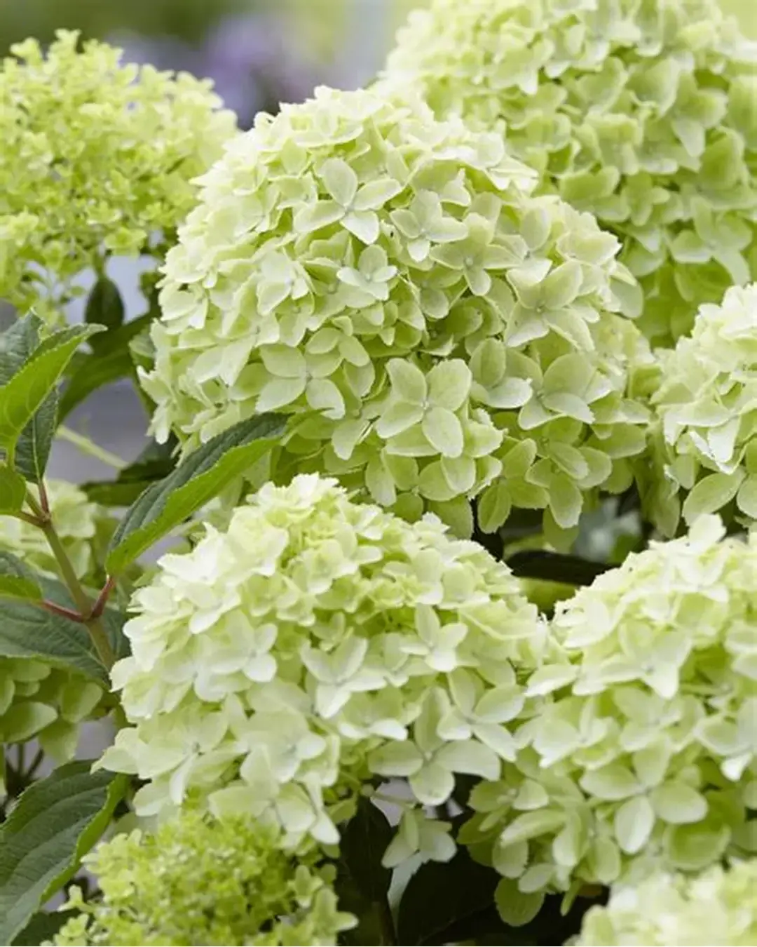Гортензия метельчатая "Саммер Бриз" (Hydrangea paniculata "Summer Breeze")
