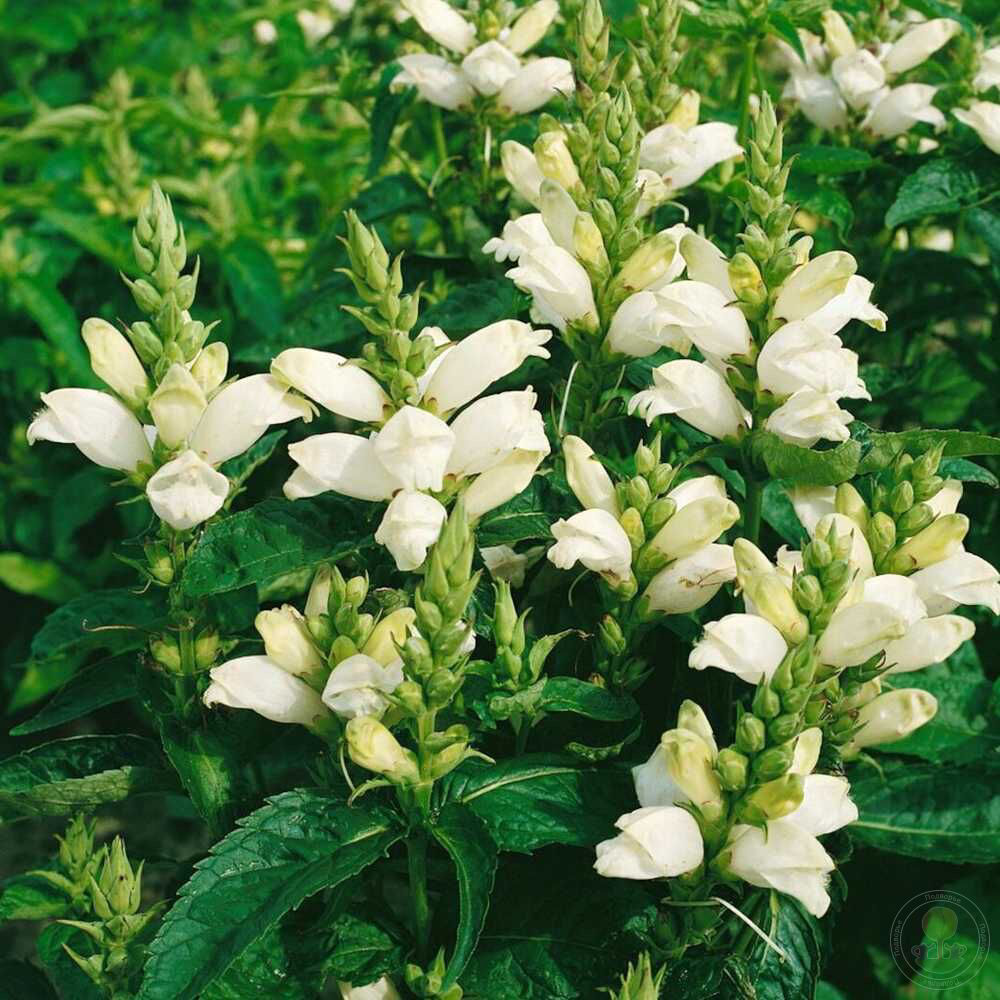 Хелона косая "Альба" (Chelone obliqua "Alba")