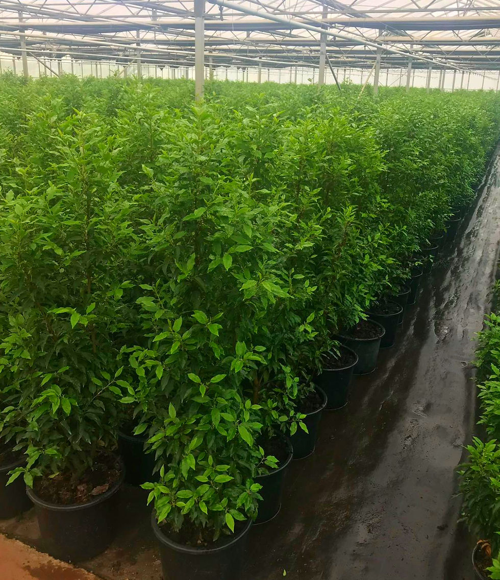 Миниатюра: Вишня лузитанская "Ангустифолия" (Prunus lusitanica "Angustifolia")