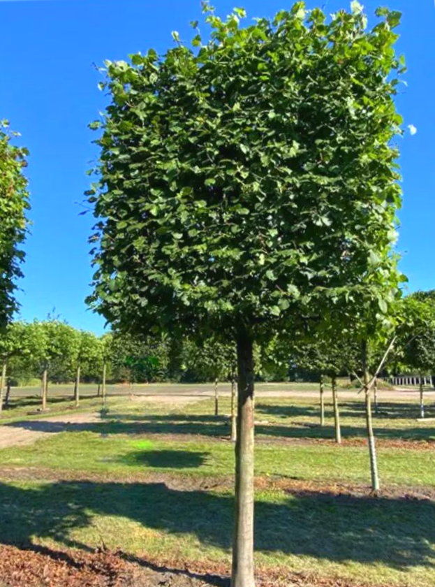 Миниатюра: Липа европейская "Паллида" (Tilia europaea "Pallida")