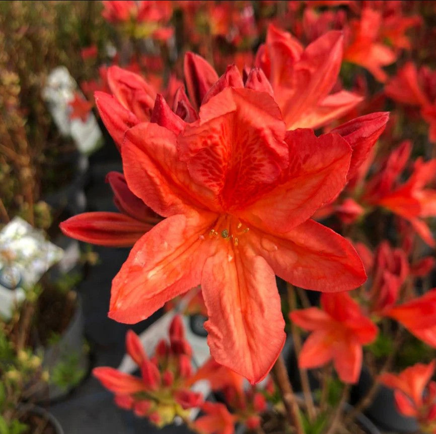 Рододендрон "Костерс Бриллиант Ред" (Rhododendron "Koster's Brilliant Red")