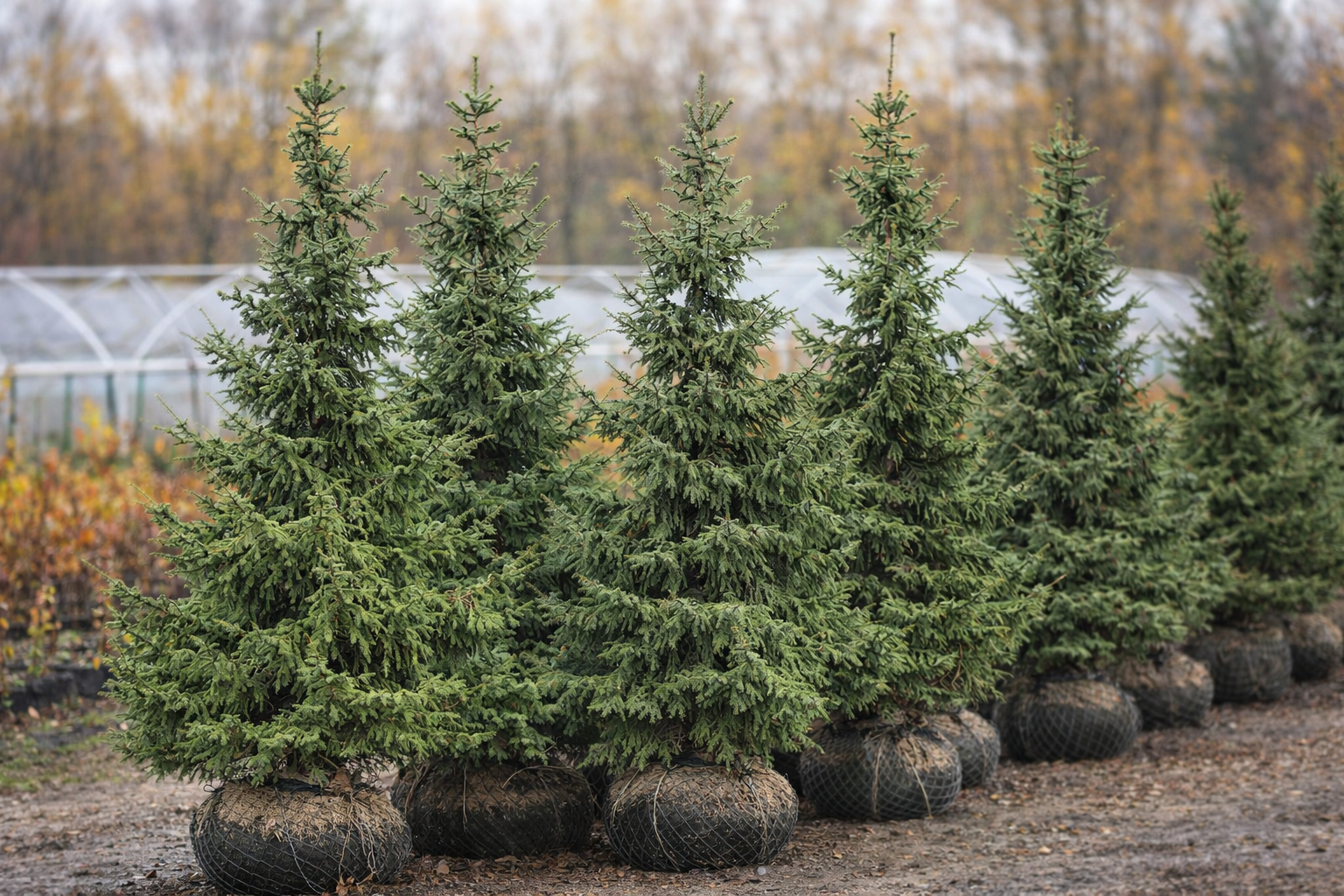 Ель сербская, формированная (Picea omorika)