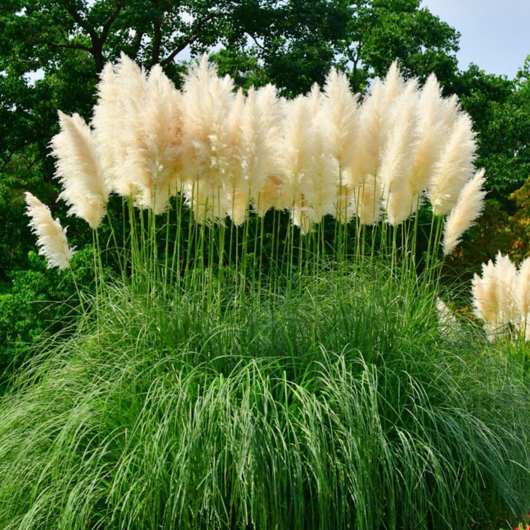 Кортадерия селло "Вайт Фазер" (Cortaderia selloana "White Feather")