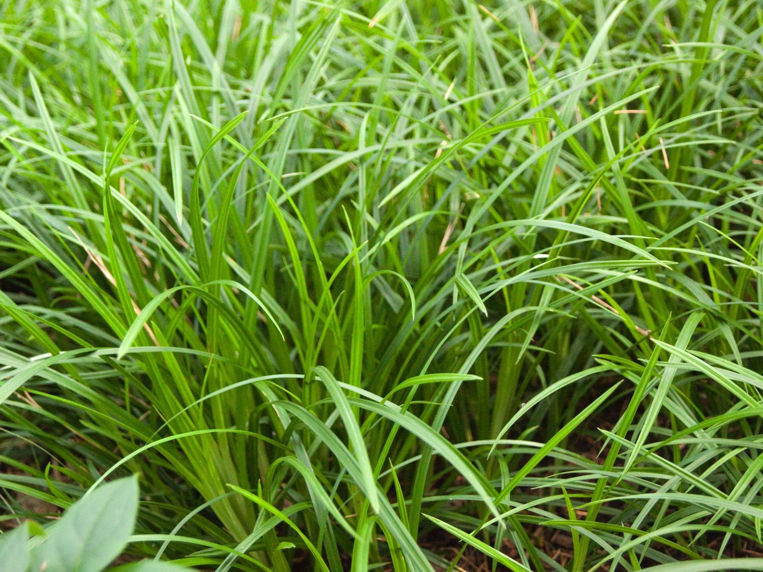 Осока Морроу "Айриш Грин" (Carex morrowii "Irish Green")