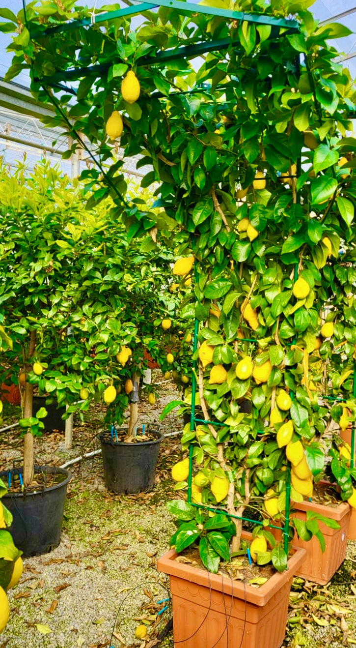 Миниатюра: Лимон (Citrus limon)