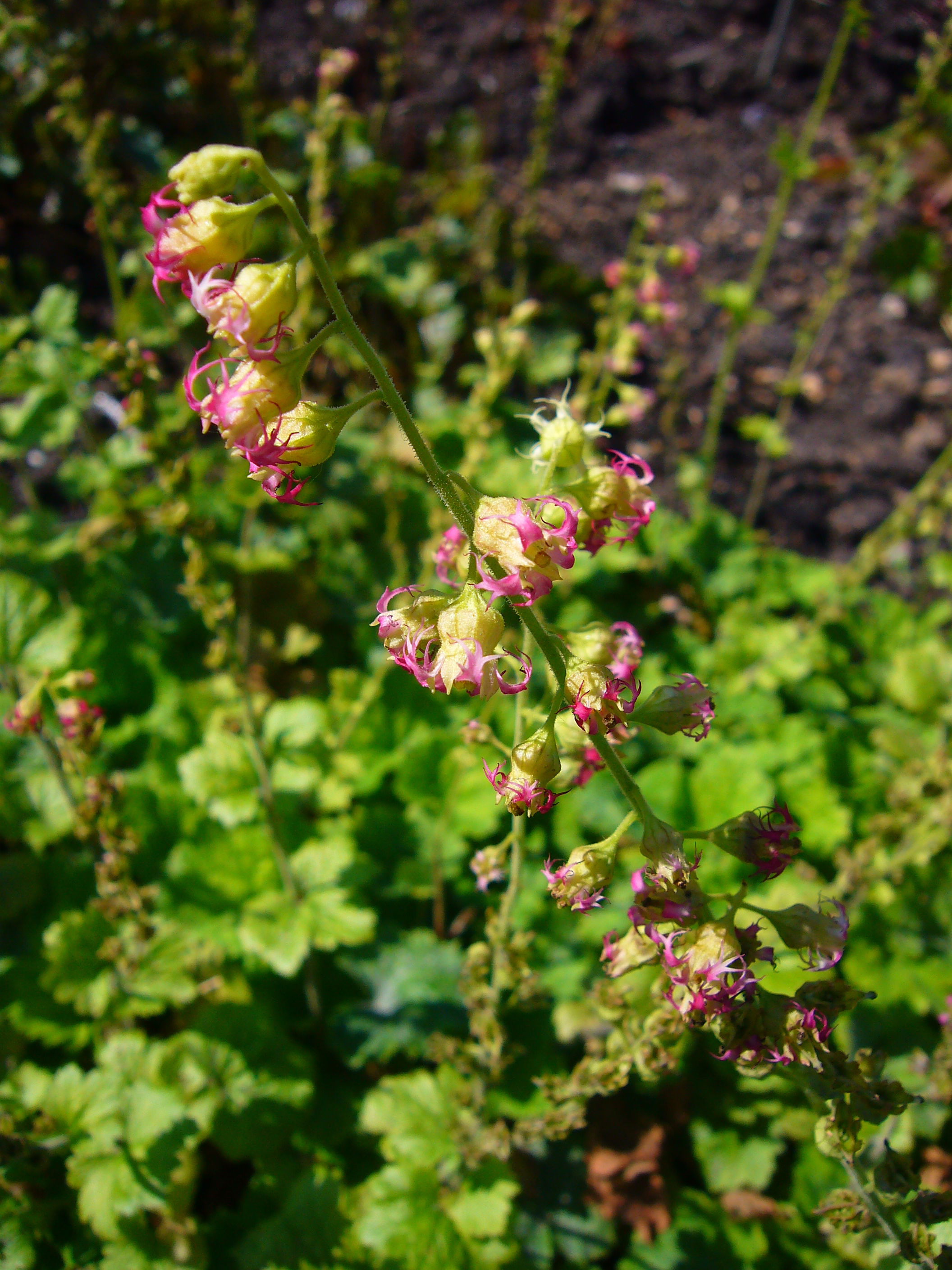 Телима крупноцветковая (Telima grandiflora)