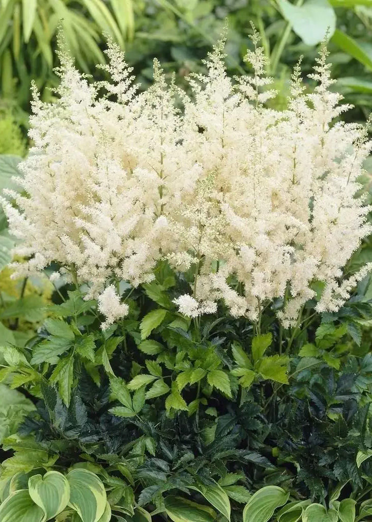 Астильба Арендса "Астари Уайт" (Astilbe arendsii "Astary White")