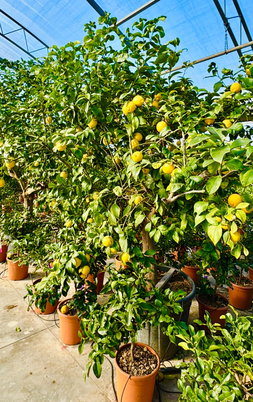 Миниатюра: Лимон (Citrus limon)