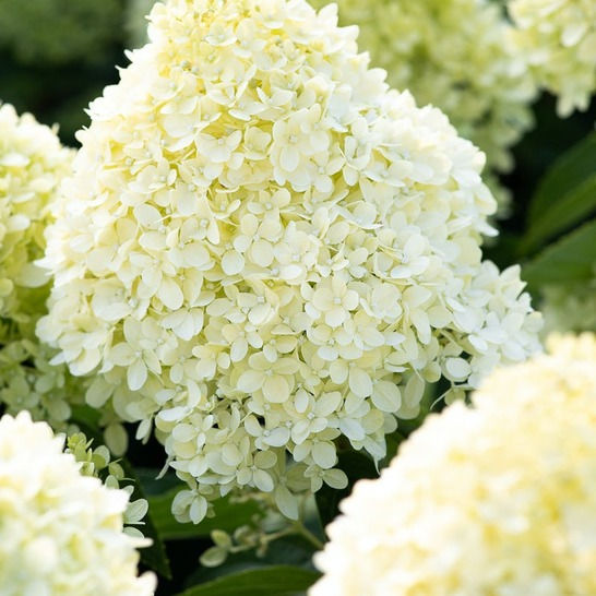 Гортензия метельчатая "Коттон Крим" (Hydrangea paniculata "Cotton Cream")
