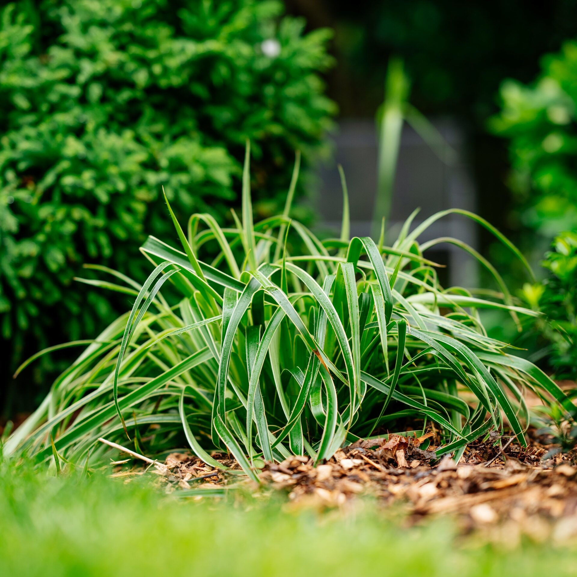 Ожика лесная (Luzula sylvatica)