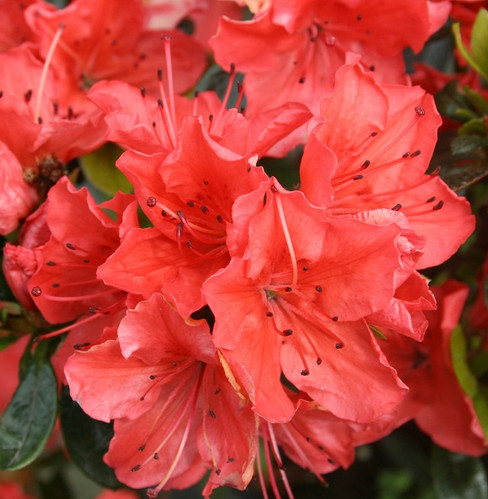 Рододендрон гибридный, Rhododendron hybridа, "Geisha Red" | Белый Сад