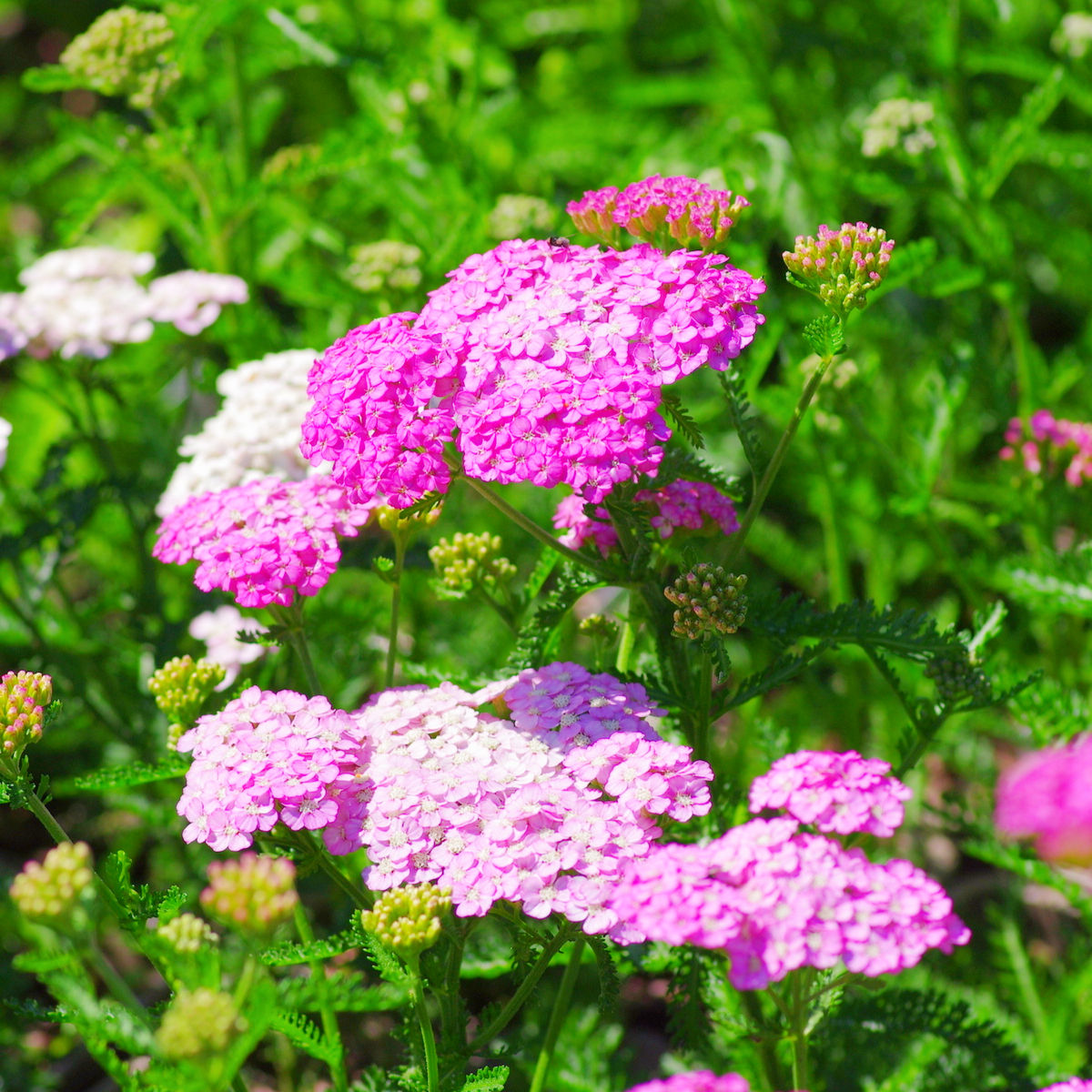 Тысячелистник парковый "Эппл Блоссом" (Achillea millefolium "Apple Blossom")