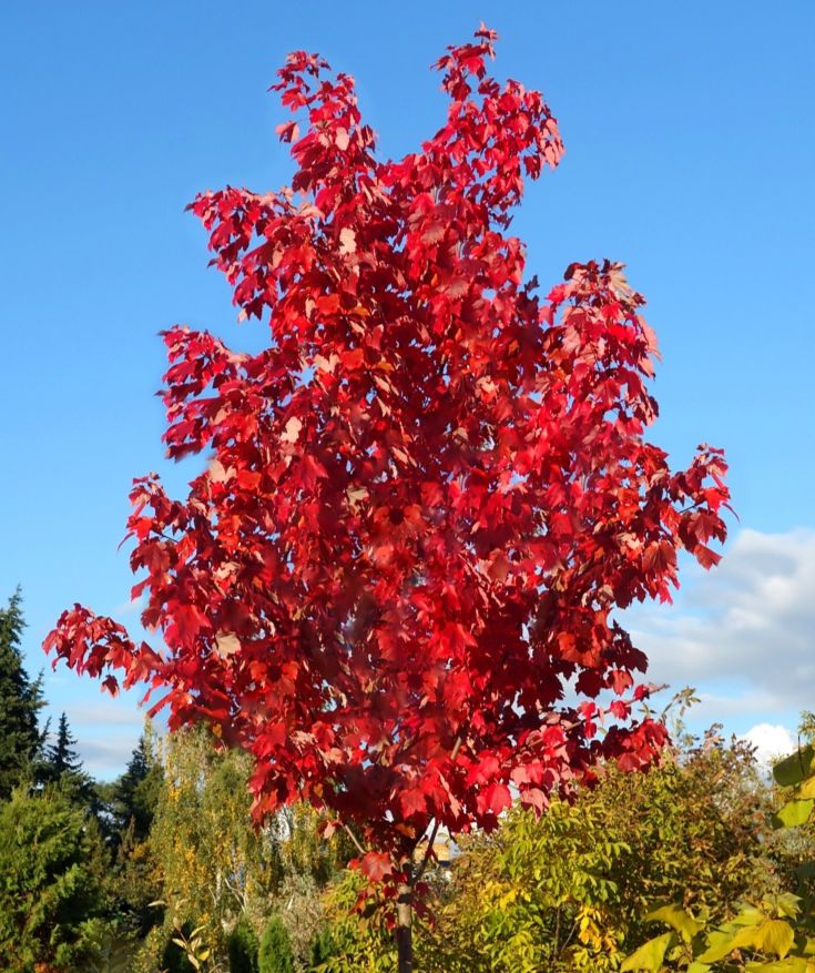 Миниатюра: Клён красный "Октобер Глори" (Acer rubrum "October Glory")