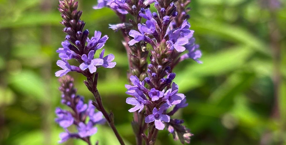 Вербена копьевидная (Verbena hastata)