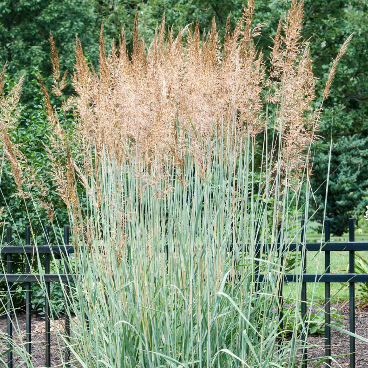 Просо прутьевидное "Прейри Скай" (Panicum virgatum "Prairie Sky")