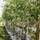 Миниатюра: Берёза повислая "Криспа" (Betula pendula "Crispa")